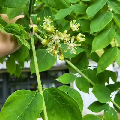 Gymnocladus dioica — flower