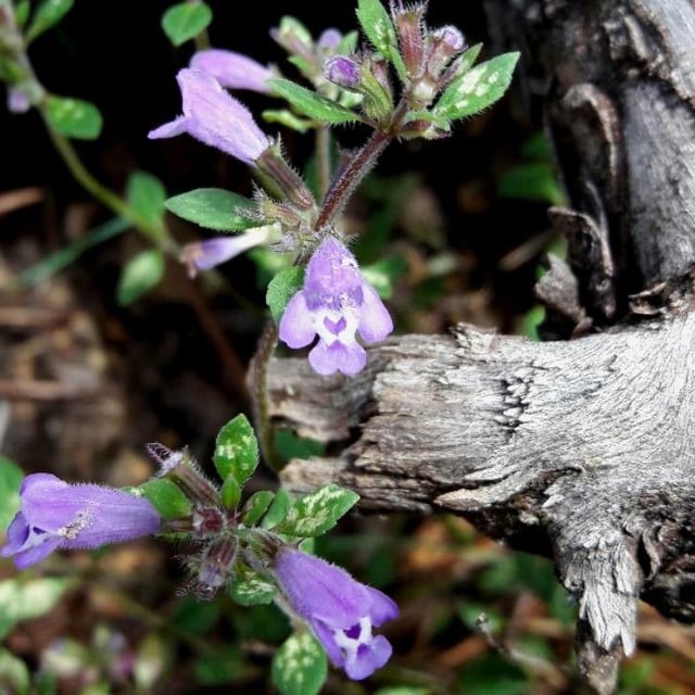 Clinopodium alpinum — flower
