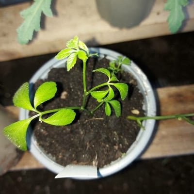 Gynostemma pentaphyllum — flower
