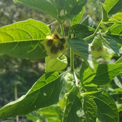 Physalis longifolia — flower