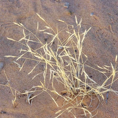 Aristida mutabilis — leaf