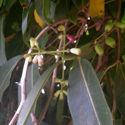 Syzygium guineense — flower