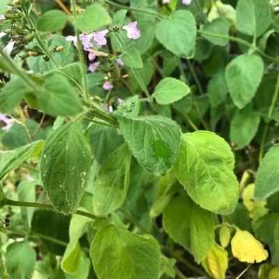 Clinopodium menthifolium — leaf