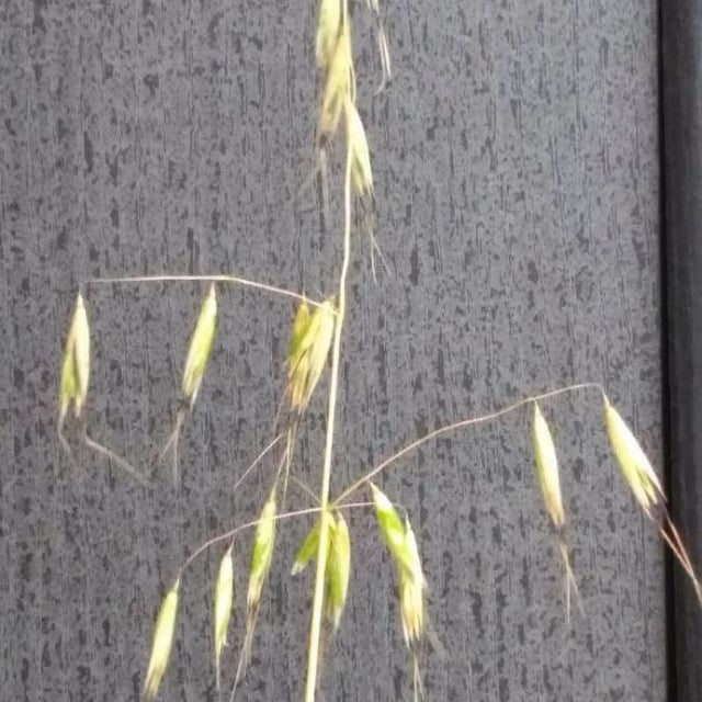Avena strigosa — flower