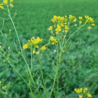 Rorippa sylvestris — flower