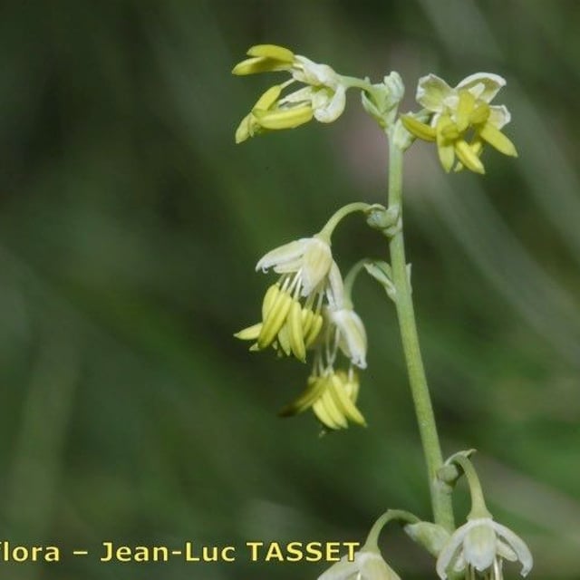Thalictrum alpinum — flower
