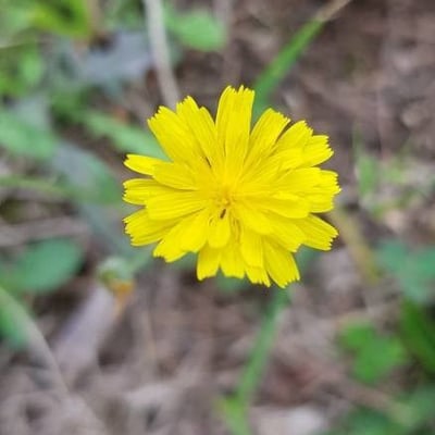 Crepis capillaris — flower