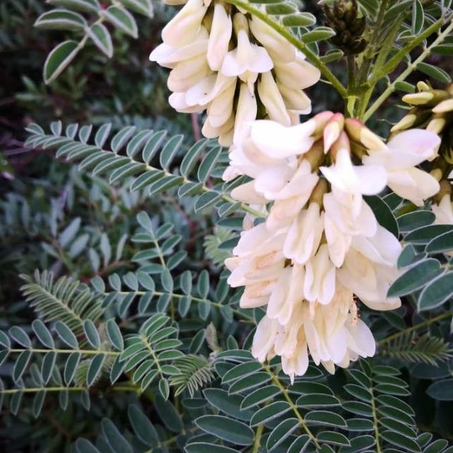 Erophaca baetica — flower