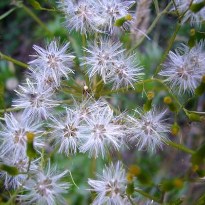 Erechtites minima — flower