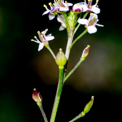 Lepidium graminifolium — flower
