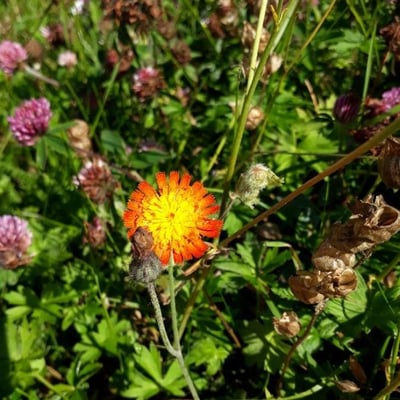 Pilosella aurantiaca — flower
