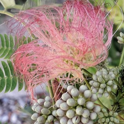 Albizia julibrissin — flower