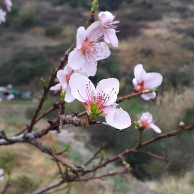 Prunus persica — flower