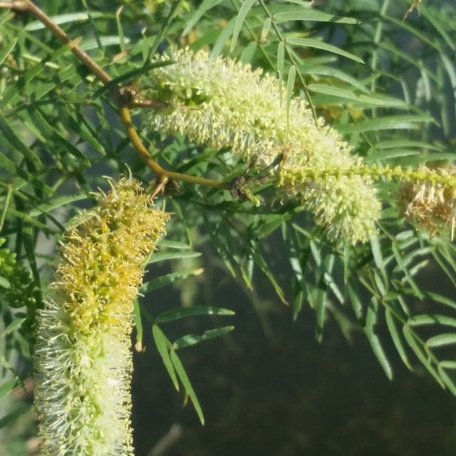 Prosopis glandulosa — flower