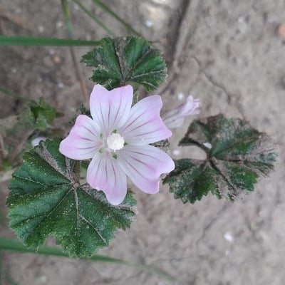 Malva neglecta — flower