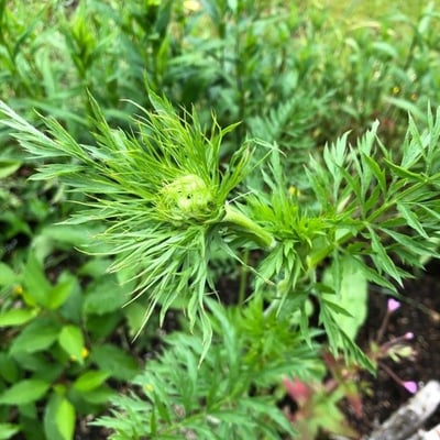 Adonis vernalis — flower