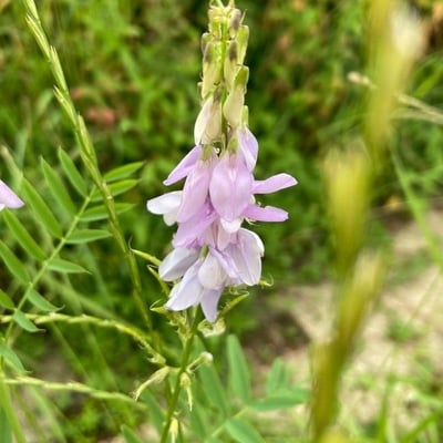 Galega officinalis — flower