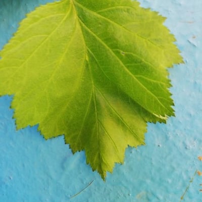Crataegus mollis — leaf