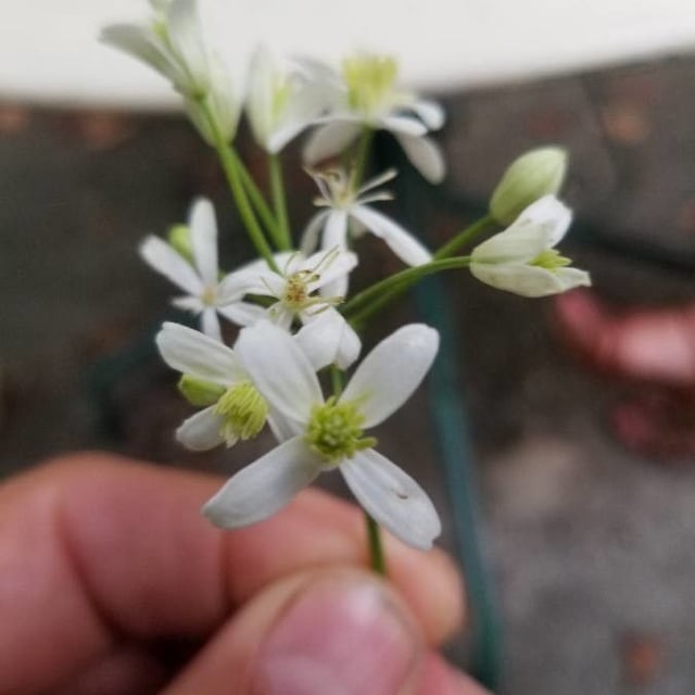 Clematis recta — flower