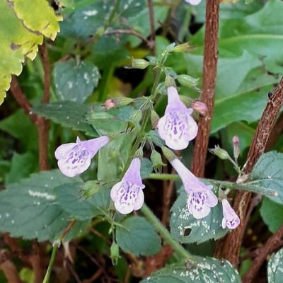 Clinopodium grandiflorum — flower