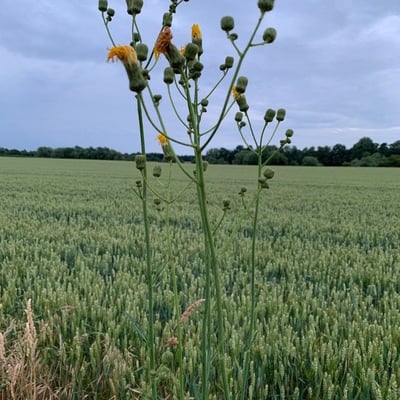 Sonchus palustris — flower