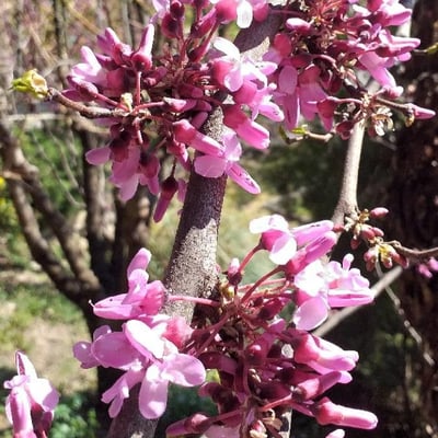 Cercis siliquastrum — flower