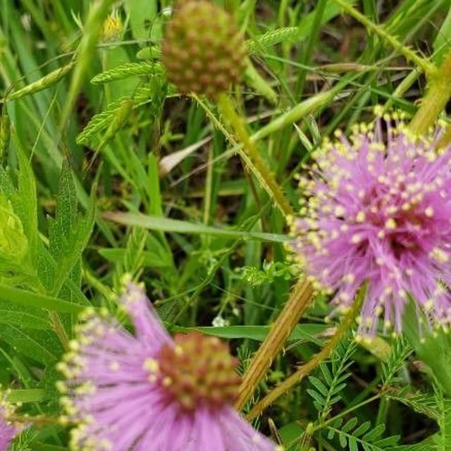 Mimosa quadrivalvis — flower