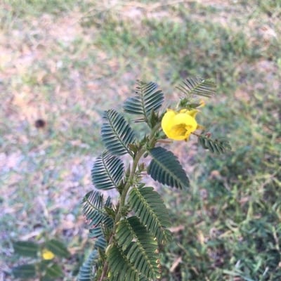 Chamaecrista nictitans — flower