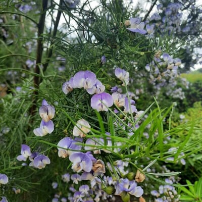 Vigna vexillata — flower