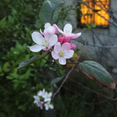 Malus sylvestris — flower