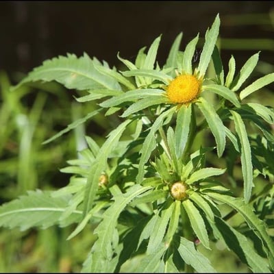 Bidens radiata — flower