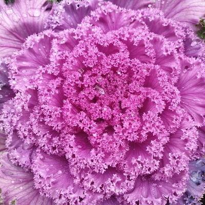 Brassica oleracea — flower