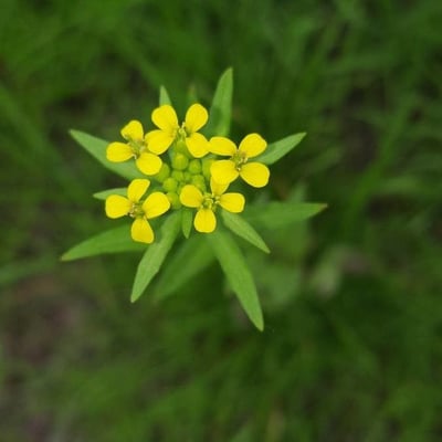 Erysimum cheiranthoides — flower