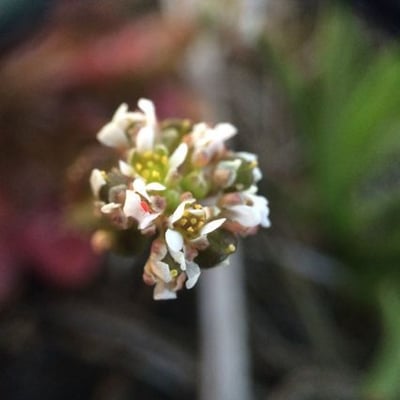 Cochlearia groenlandica — flower