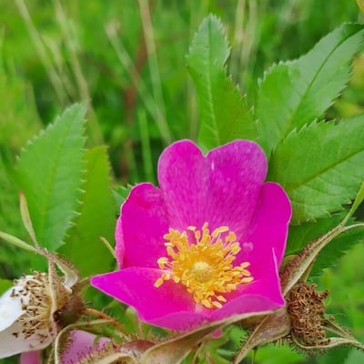 Rosa sherardii — flower