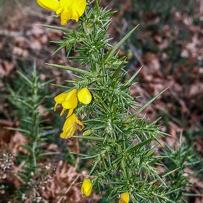 Ulex europaeus — flower