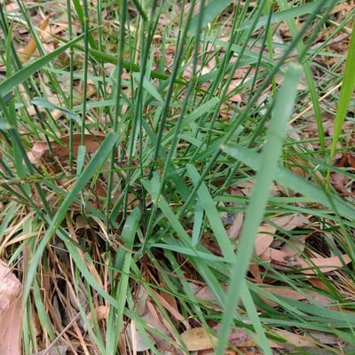 Echinopogon caespitosus — leaf
