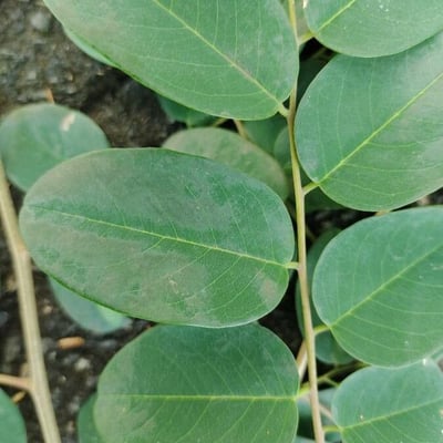 Amburana cearensis — leaf
