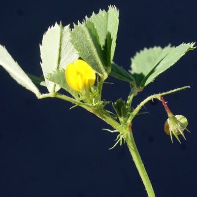 Medicago orbicularis — flower