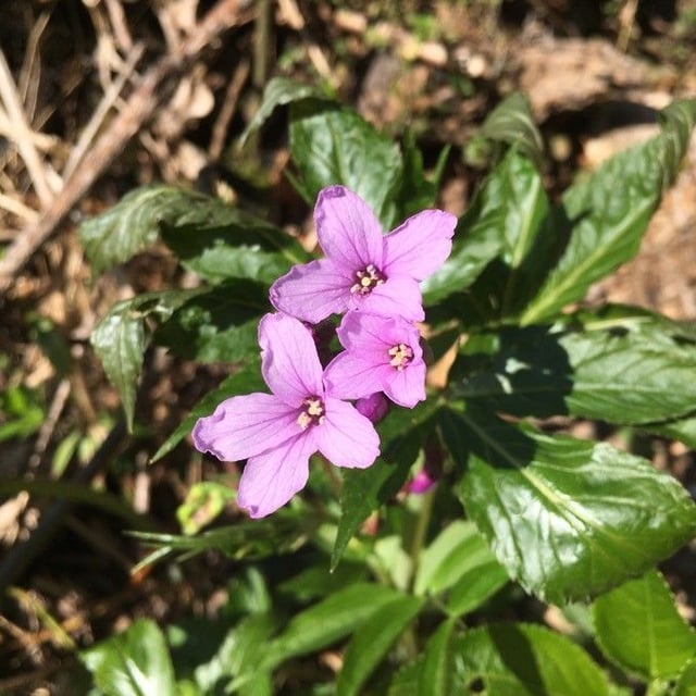 Cardamine pentaphyllos — flower