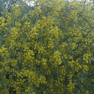 Retama sphaerocarpa — flower