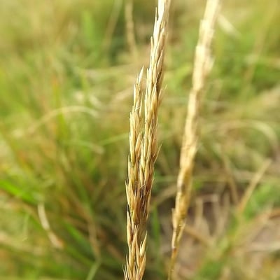 Agrostis curtisii — flower