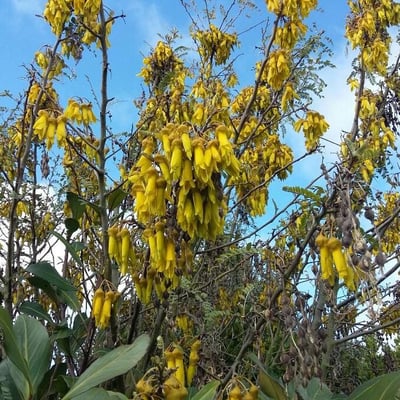 Sophora microphylla — flower