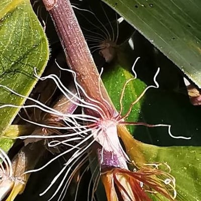 Phyllostachys nigra — flower