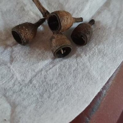 Corymbia maculata — fruit