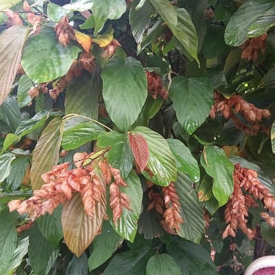 Flemingia strobilifera — flower