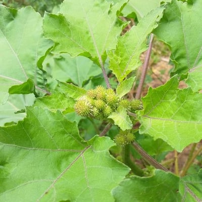 Xanthium strumarium — flower