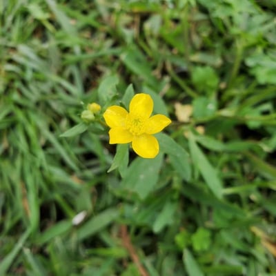 Ranunculus hispidus — flower