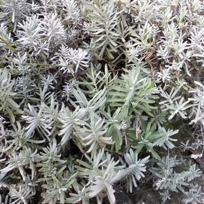 Lavandula lanata — flower