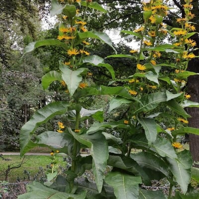 Inula racemosa — habit